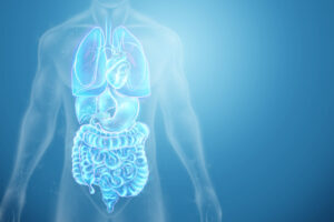 Holographic image of the a human body and organs