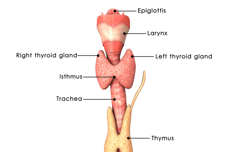 Diagram showing the different parts of the thyroid